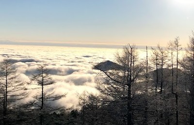 Forest of Mt Fuji